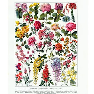 1920 Alter Originalteller Larousse Botanische Identifizierung Rosa Kakteen Mimosa Hortensie Echinopsis Glycine Kerria Opuntia