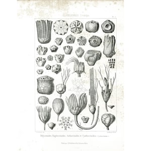 May include: Black and white illustration of various types of polyps, including Polyperoïdes, Haploperoides, Anthoperoides, and Cyathoperoides. The illustration is from a scientific publication titled "Zoophytes."