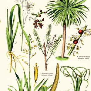 1869 Antique Aloe arborescens Asparagus Sparrow Grass Rushes Dracaena Medicinal Plant Lithograph Orignal Print poster Identication chart image 4