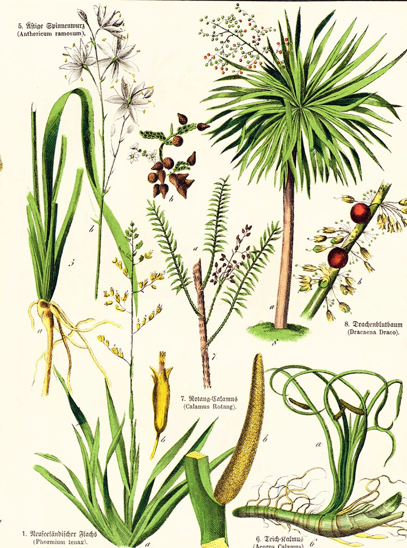 1869 Antique Aloe arborescens Asparagus Sparrow Grass Rushes Dracaena Medicinal Plant Lithograph Orignal Print poster Identication chart image 4
