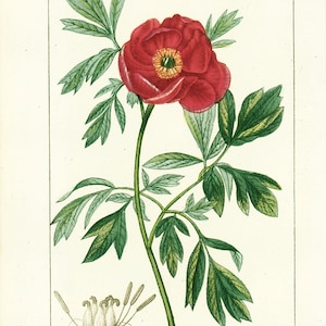 1831 Flor de peonía Antigua Placa Botánica Auténtica Flora Médica