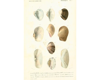 1861 Gnathodon, Truncated Mye, Surfclam, Bivalven, Orbigny Originele Plaat Malacologie, Handgeschilderde kleuren, Weekdieren