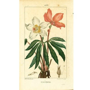 1814 Christmas Rose Helleborus niger, Antique Print Leaf Plant Natural History Botanical Botany Wall Art framing Home decor