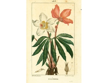 1814 Rosa di Natale Elleboro Nero, Vecchio Piatto Botanico, Pianta Farmacopea Tradizionale della Flora Medica di Chaumeton