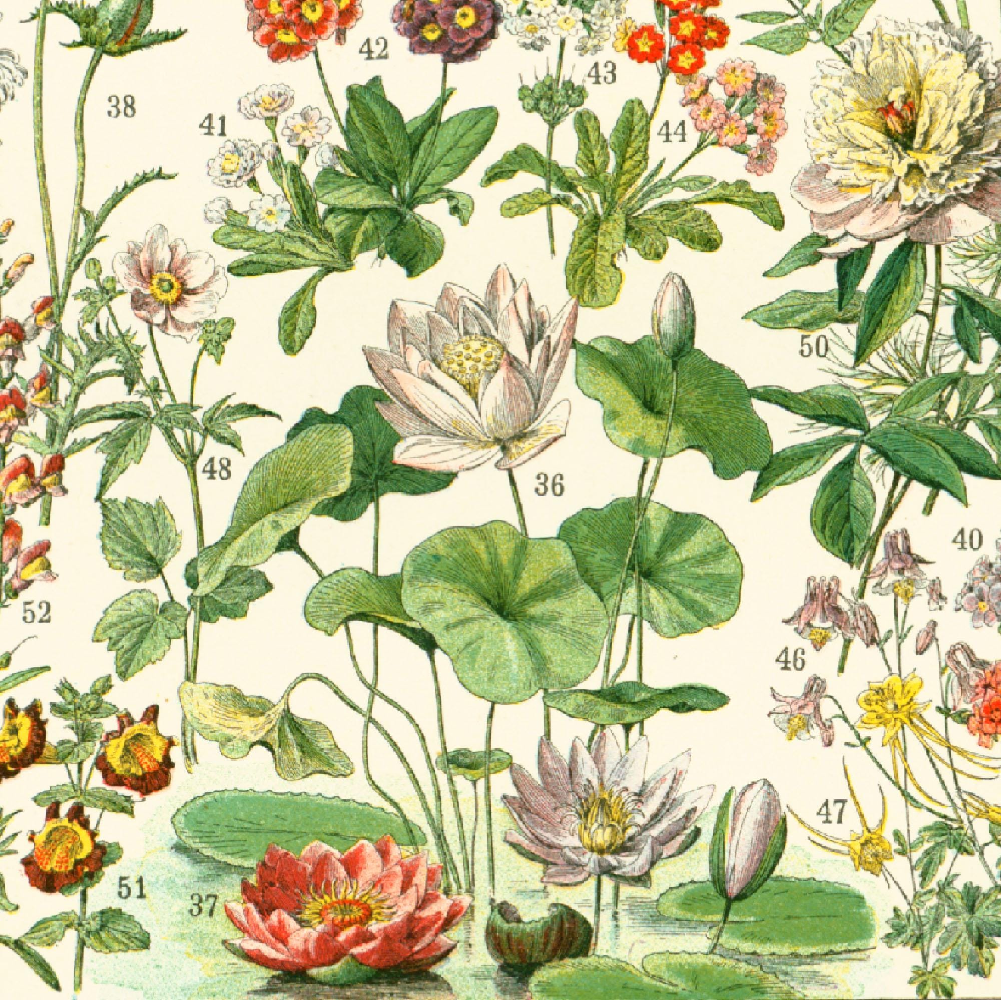1897 Original Antique Flower Chart Print Vintage Flowers - Wall