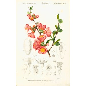 1861 Quince tree from Japan by Ch. Orbigny, Original Antique botanical Print, Hand colored Blossoms Flowers, floral decor framing