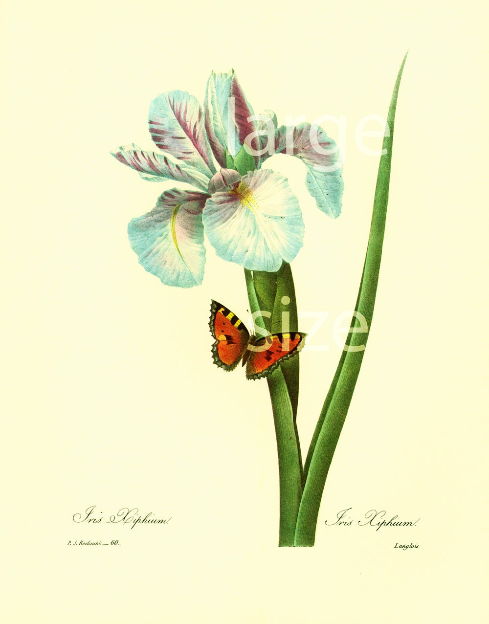 1983 Iris Xiphium Papillon Aglais Urticae Grand Format Pierre-Joseph Redoute Fleurs Botanique Decor