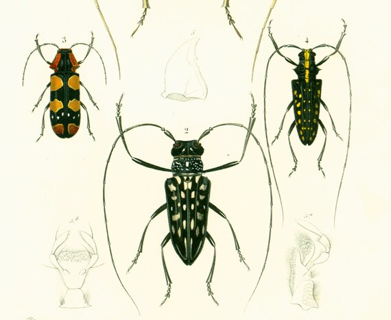 1861 Longicornes Insectes Gravure Ancienne Histoire Etsy