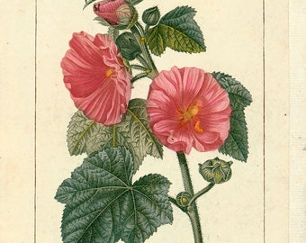 1814 Stockrose Alcea rosea Originalgravur Alte Platte Botanische Medizin Flora Chaumeton Poiret Turpin 200 JAHRE ALTER