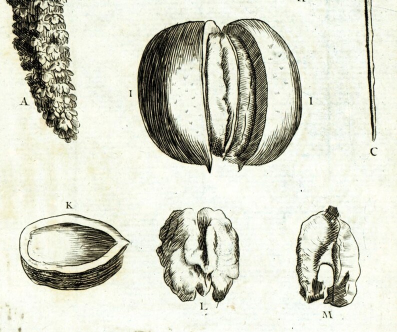1797 Walnut Catkins Hardwood Trees Botanical Print Original Etsy