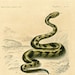 Livre Ancien 'Les Serpents' Par Ch. Curran - 1937 - Crotale, Vipère, Cobra (bon état)