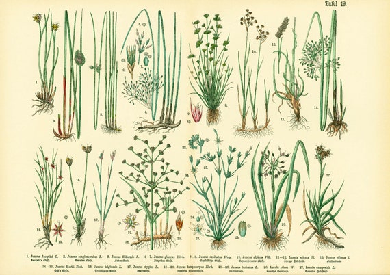 Bull Rushes Drawings Rushes Plant Drawing