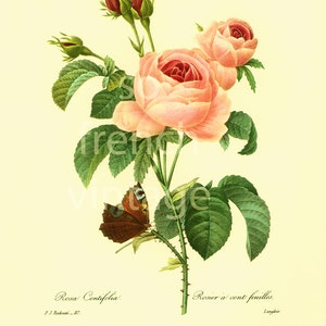 Rosa Centifolia Seeds - Etsy