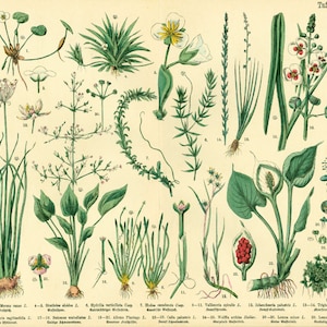 Póster de botánica antigua de plantas acuáticas de 1885 Póster