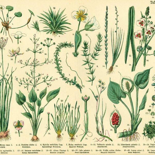 1885 Aquatic Plants Antique Wild Calla Arum Arrowhead Sagittaria Lithograph Print poster Identication chart