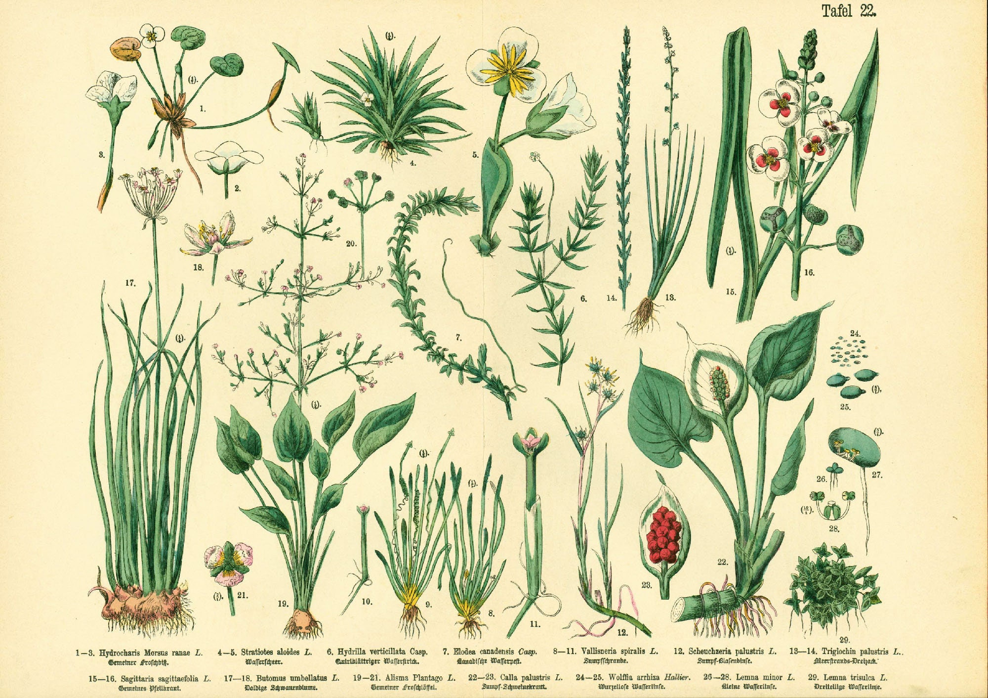 1885 Aquatic Plants Antique Wild Calla Arum Arrowhead Sagittaria