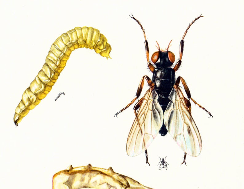 1960 Mouche du fromage. Asticots. Piophila casei. Insecte Etsy France — free download