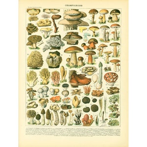 1897 Setas, Plancha original gran formato, Bolete, Morel, Ilustración Micología y Botánica Larousse, 130 años