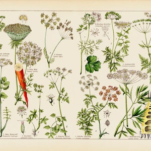1869 Karotte Koriander Carum Carvi, Hemlock Chervil Giftige giftige essbare Heilpflanze Altes Botanisches Plakat Poster