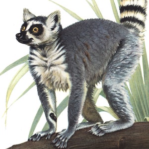 1974 Ring-tailed lemur Lemur catta vintage illustration, Lemur Art Print, Wild animal, painting image 4
