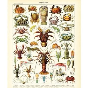 May include: A vintage illustration of various crustaceans, including crabs, lobsters, and shrimp. The image is labeled "CRUSTACES" and features detailed drawings of each species with their scientific names.