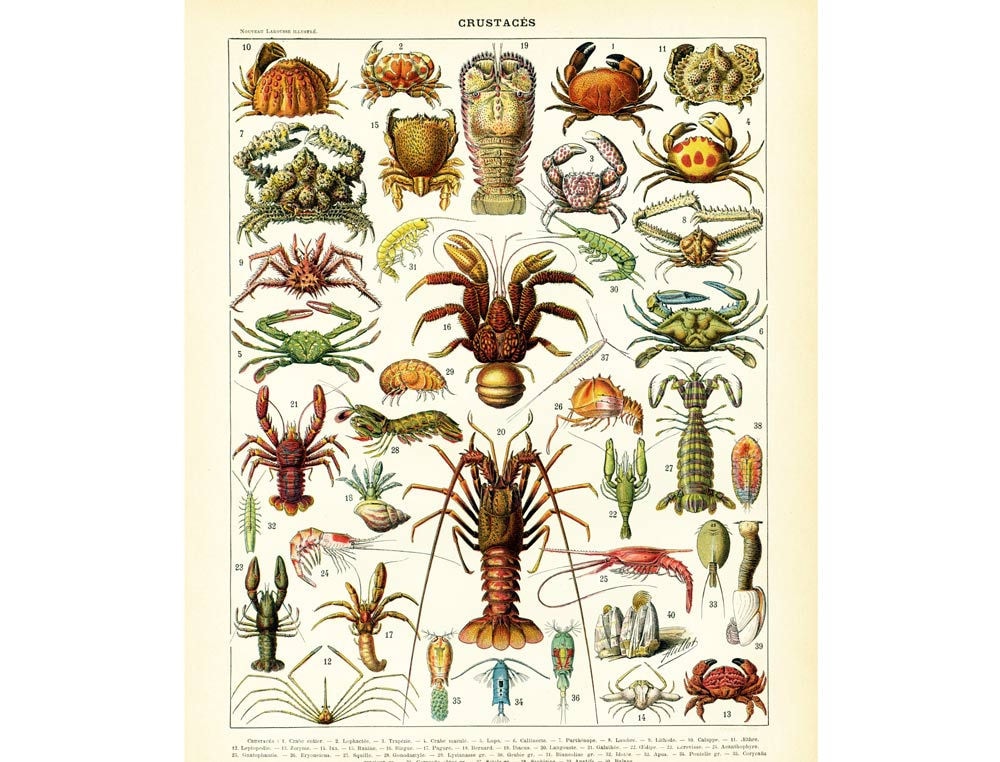 1897 Crustacean Antique Print. Lobster. Fishes. Shells. Crabs