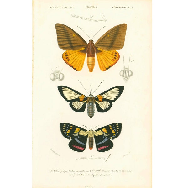 1861 Papillons Orbigny Planche Originale, Histoire Naturelle Entomologie, Couleurs rehaussées à la main