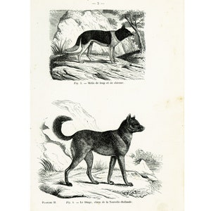 1867 Antique Dingo Australia New Zeland North American Wolfdog Dogs Print  Wolf illustration Dog Breeds wall art, Cynology
