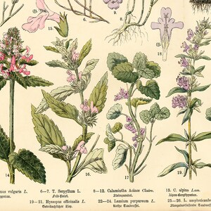 1885 Thymus Thymes Hyssop Lamiaceae Labiatae Herbalism Medicinal Plants Antique Botanical Chart print Authentic Framable Art image 2