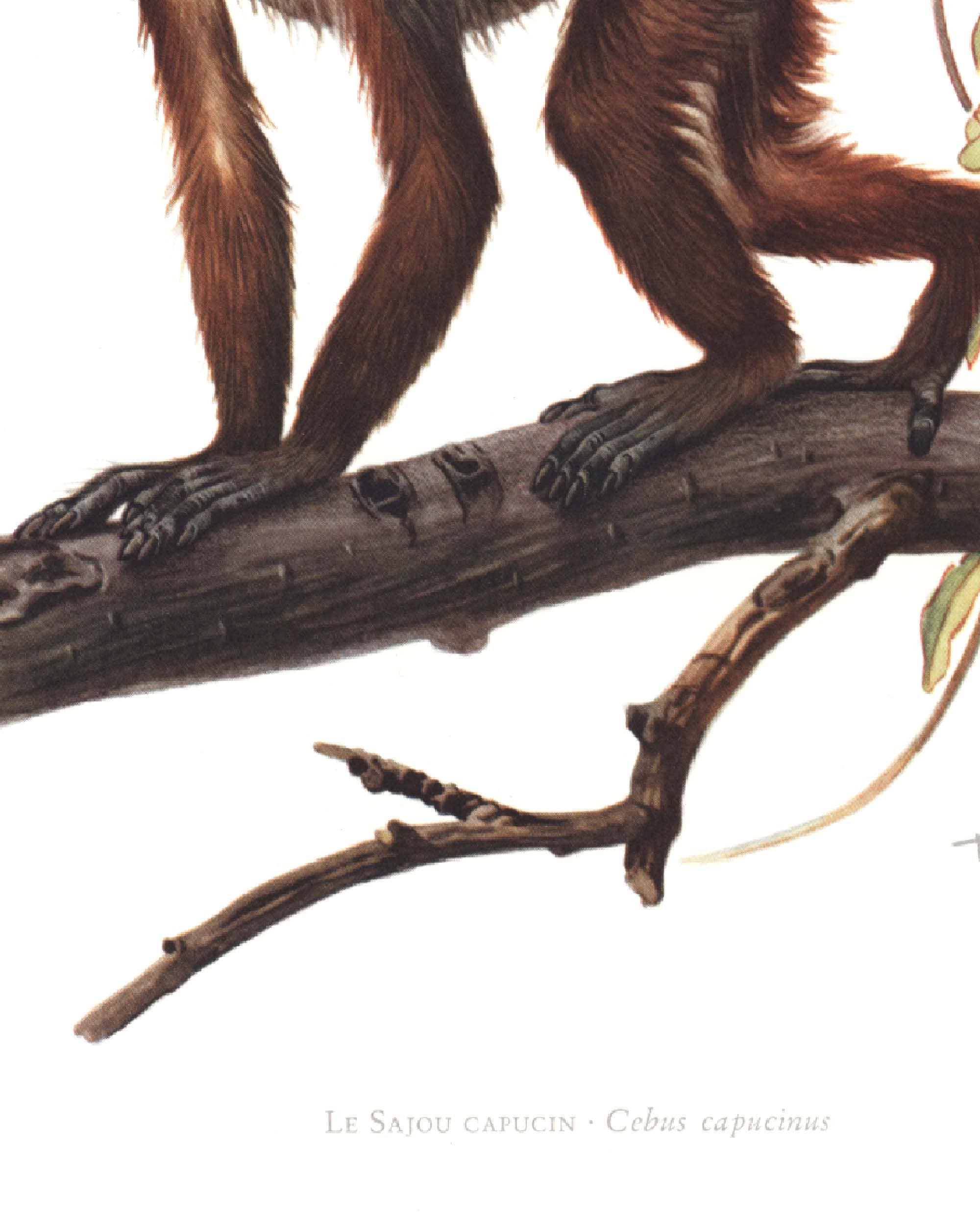 1974 Colombian White-faced Capuchin Vintage Illustration, Primates Art ...