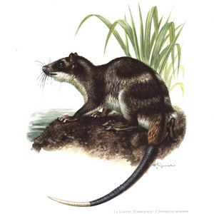 1974 Water opossum Chironectes Yapock vintage illustration, Animal Art Print, Wildlife Wall Art