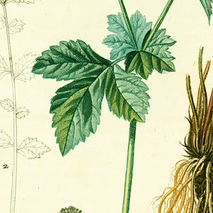 1831 Antique Geum urbanum Herb Bennet Print Medicinal Plant Botanical Botany Print for framing decor image 3