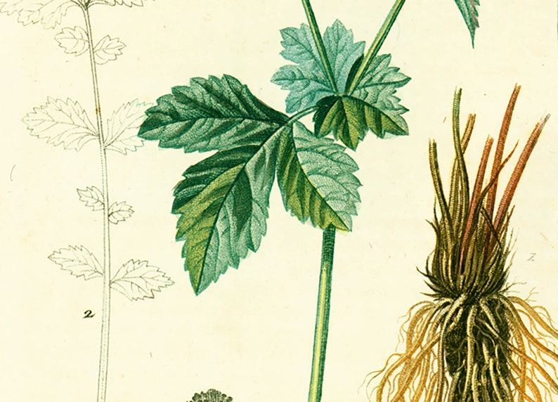 1831 Antique Geum urbanum Herb Bennet Print Medicinal Plant Botanical Botany Print for framing decor image 3