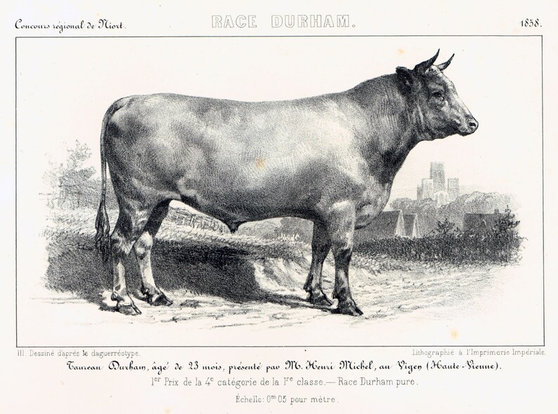 taurine bull taurine bull