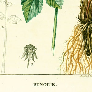 1831 Antique Geum urbanum Herb Bennet Print Medicinal Plant Botanical Botany Print for framing decor image 4