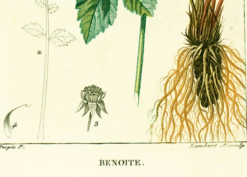 1831 Antique Geum urbanum Herb Bennet Print Medicinal Plant Botanical Botany Print for framing decor image 4