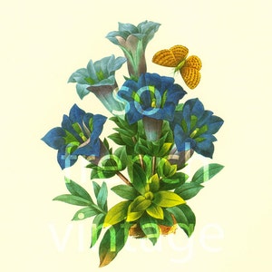 1983 Gentiane Acaulis GROOT FORMAAT Pierre-Joseph REDOUTE, Botanische plaat Gentiane bleu