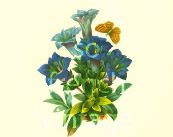 Blue Gentiana LARGE SIZE Redoute Botanical Print Wall Art Home Decor Framing