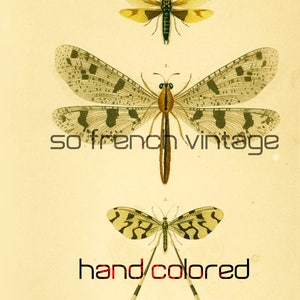 以下が含まれることがあります： 3匹の昆虫、アリジゴク、グリーンレースウィング、サソリバエを描いた、手彩色されたヴィンテージのイラスト。イラストは「Insectes」というタイトルの本に掲載されており、各昆虫の学名が記されています。