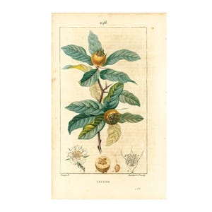 1814 Níspero común Mespilus germanica, plato botánico antiguo de fruta, flora Chaumeton Panckoucke Poiret Turpin