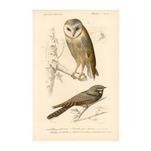 1861 Barn owl and nightjar antique engraving, Hand colored  original antique print, Bird drawings, Orbigny ornithological lithograph