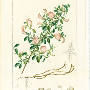 1814 Antique Spiny Restharrow Print Medicinal Plant Botanical  Botany Print for framing decor