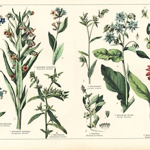 1869 Myosotis Borage officinal Pulmonary Comfrey Medicinal Plant Identification Original Botanical Board
