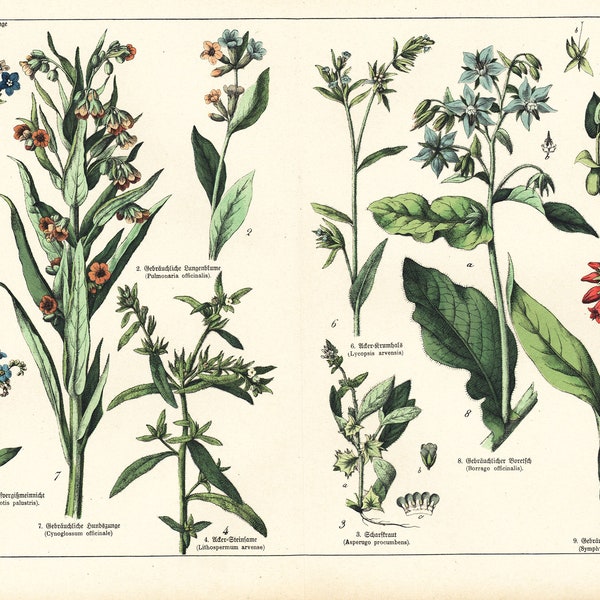 1869 Myosotis Borage officinalis Pulmonar Consuelda Identificación de planta medicinal Placa botánica original
