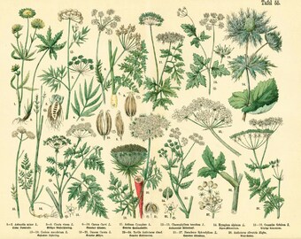 1885 Antique Umbellifers Apiaceae, Poison Hemlock parssley Carrot Plant, Lithograph Orignal Print poster Botanical chart