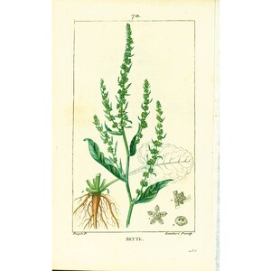 1814 Planta medicinal de acelga silvestre, antiguo plato botánico, flora médica Chaumeton Panckoucke Poiret Turpin