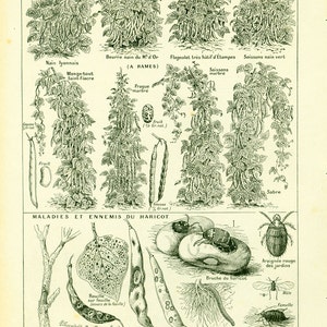 1922 Oude variëteit van Bonen, parasitaire ziekten en insecten, Entomologisch Botanisch bord, Groot Formaat Larousse illustratie