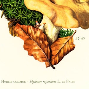 1962 Hedgehog Mushroom. Hydnum repandum. Antique Print Mushrooms Mycology Wall art Home decor image 4