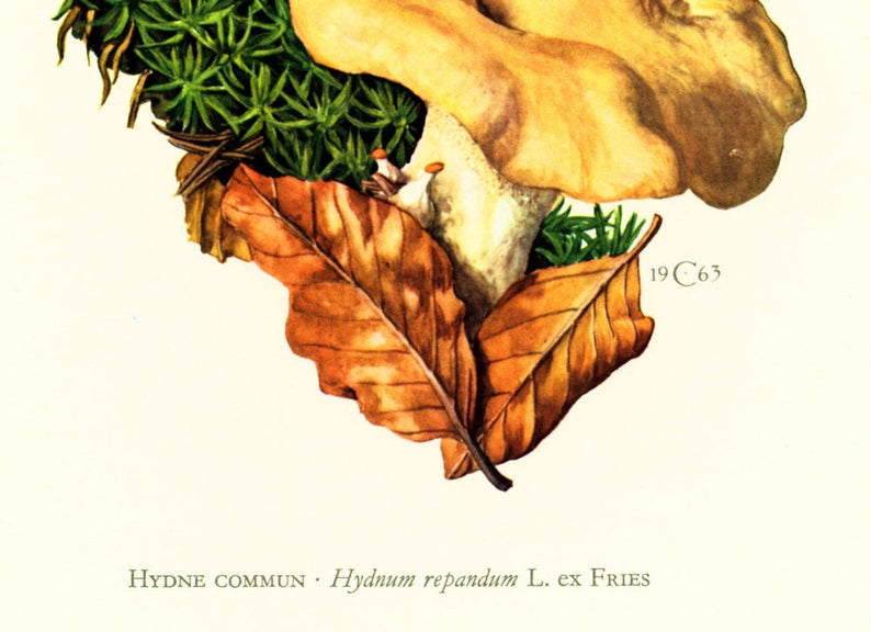 1962 Hedgehog Mushroom. Hydnum repandum. Antique Print Mushrooms Mycology Wall art Home decor image 4
