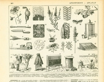 1897 Vintage Beekeeping Print, Antique Bee Large Size Larousse illustration, french antique, framing